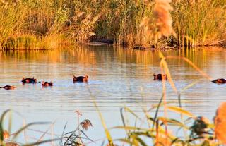 The River Local Residents - Hippos